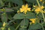 Mountain St. Johnswort